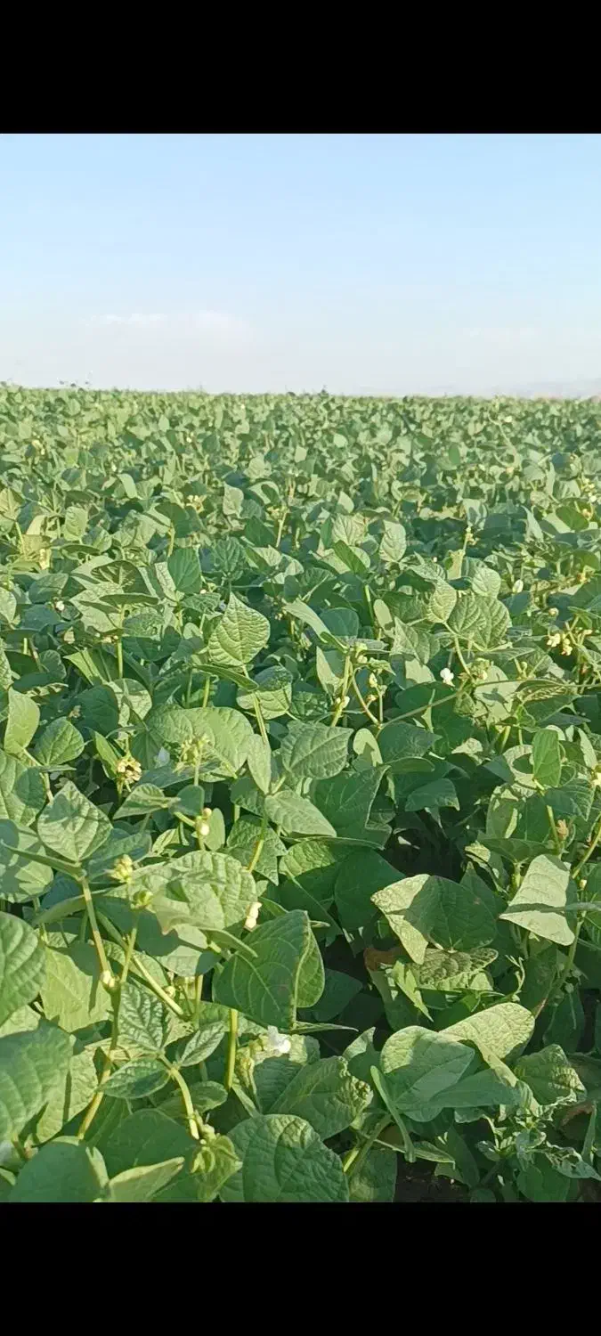 لوبیا قرمز|عمده‌فروشی|باغ حلی, |دیوار