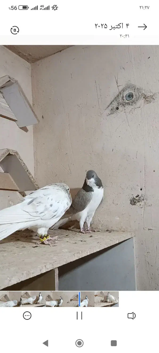 ساده عودی هفترنگ|پرنده|تایباد, |دیوار