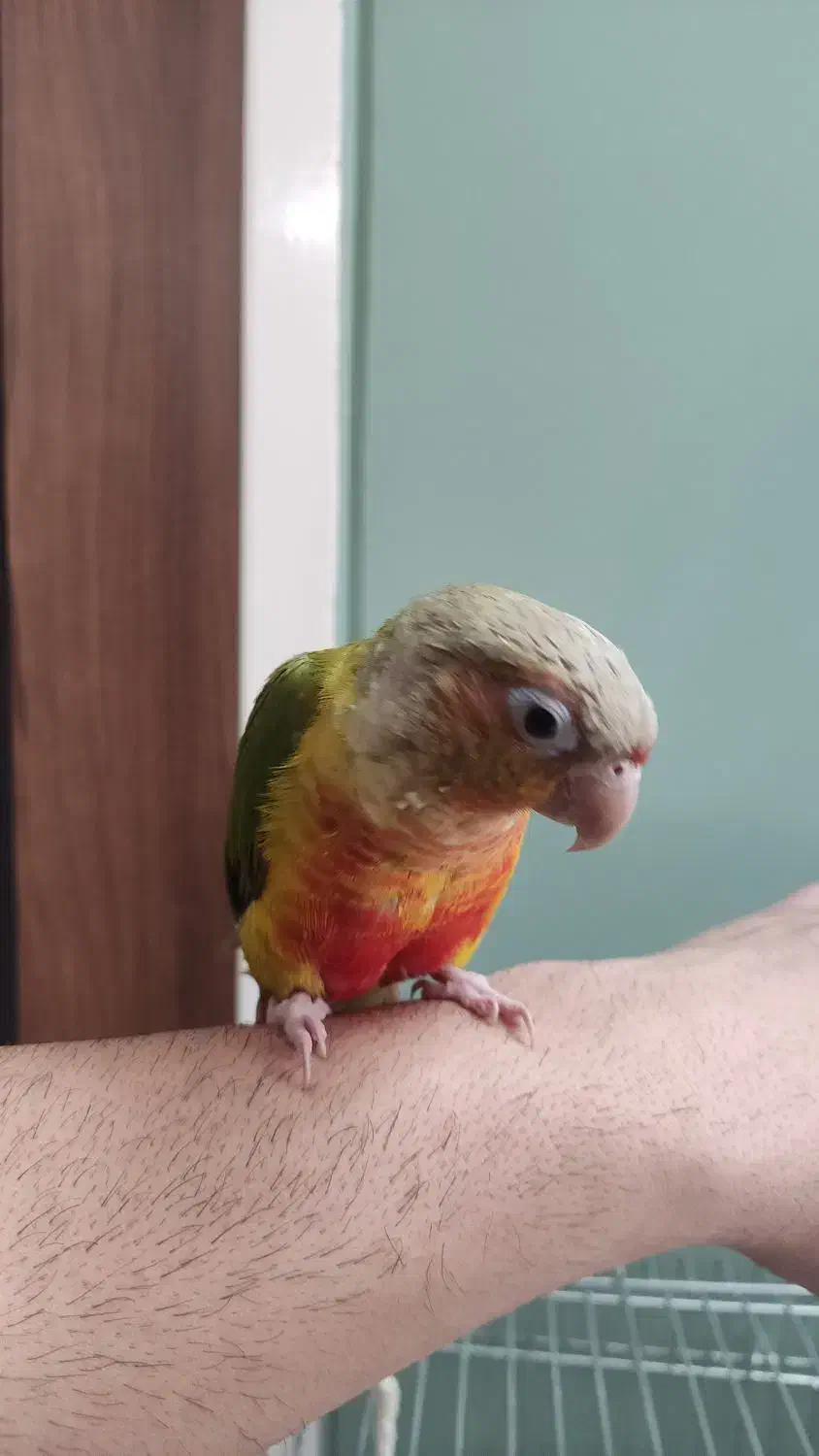 گرین چیک با قفس|پرنده|قم, باغ اشرافی|دیوار