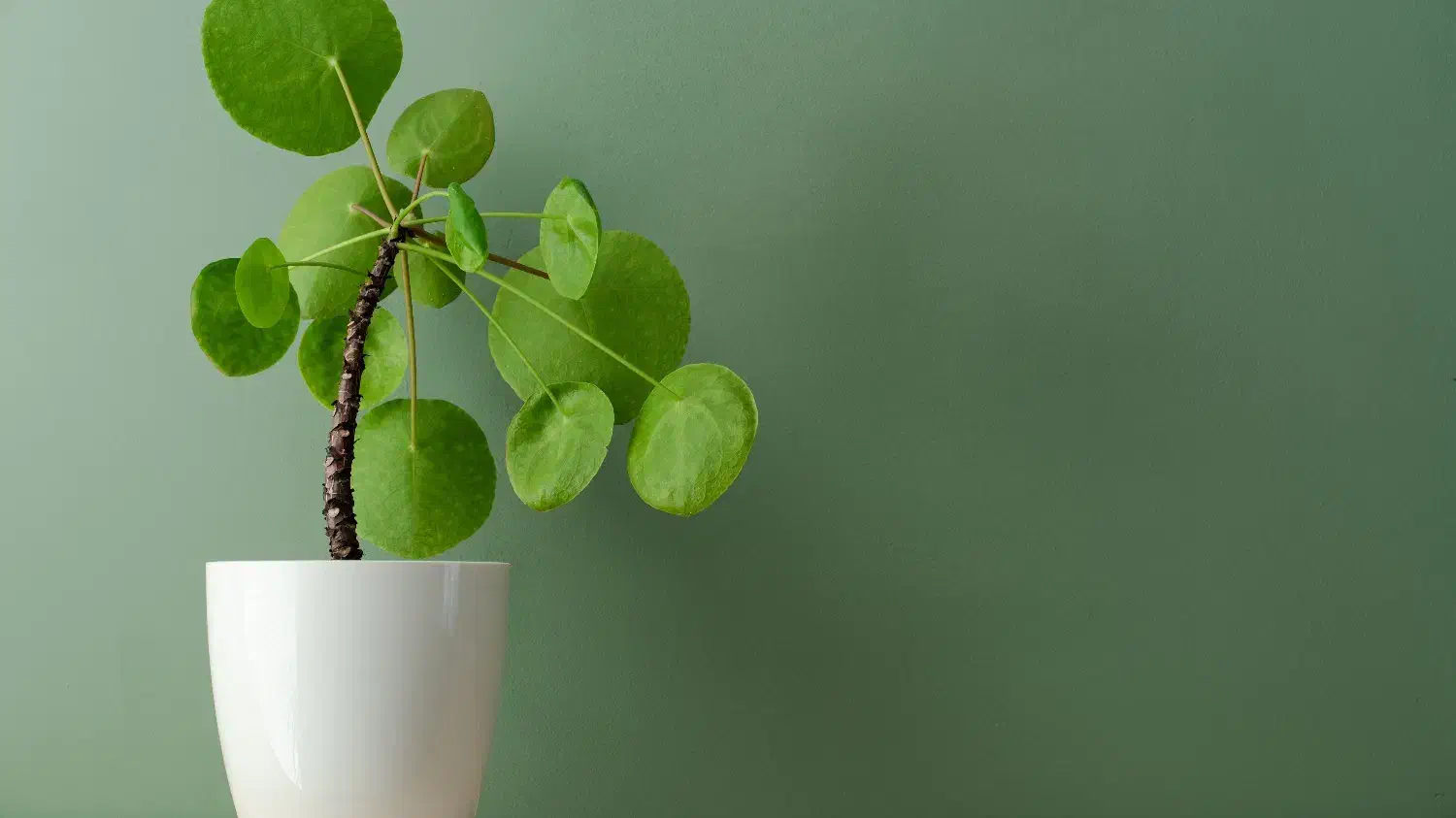 حواله اطلس|خودرو سواری و وانت|زنجان, |دیوار