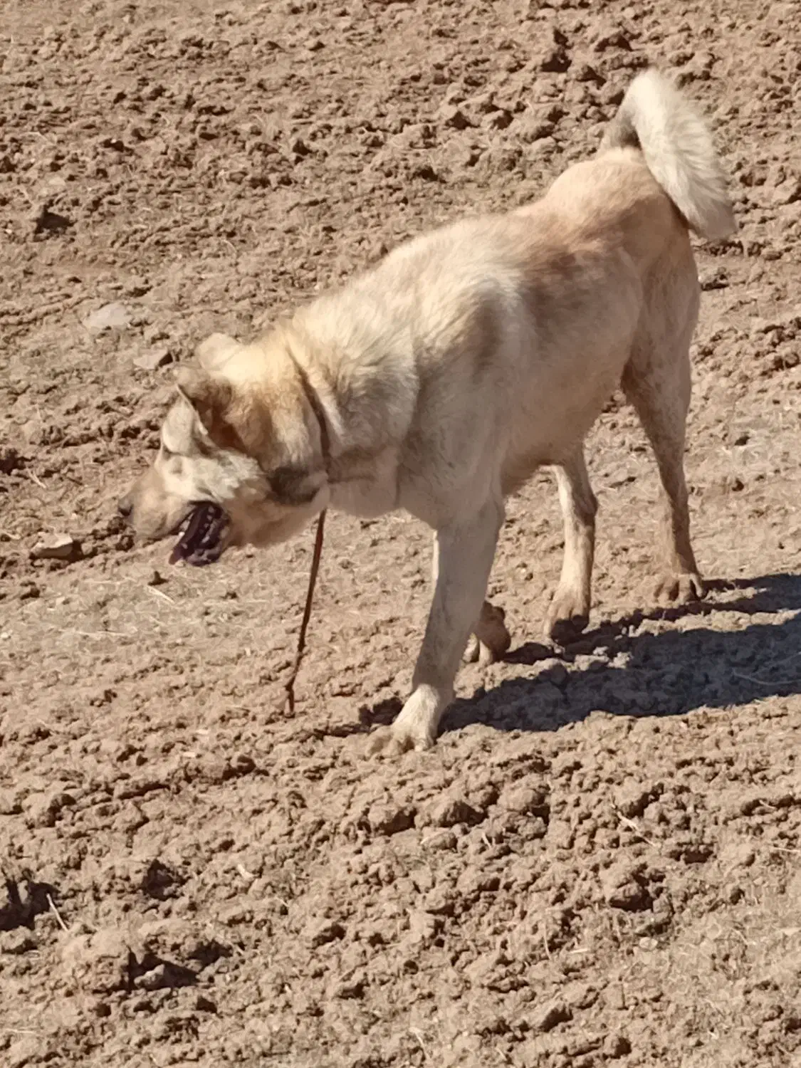 سگ عراقی|سگ|ماهنشان, |دیوار