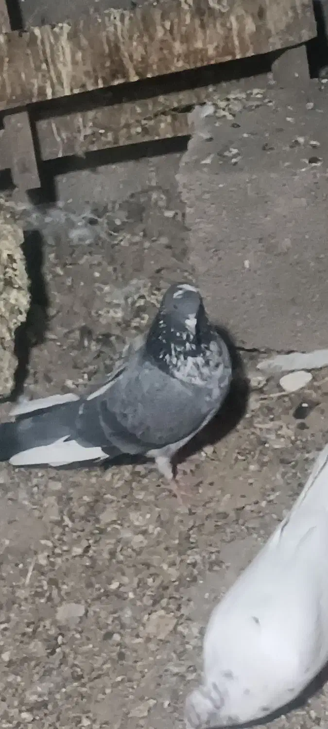 4عدد کبوتر ماده|پرنده|ایلام, |دیوار