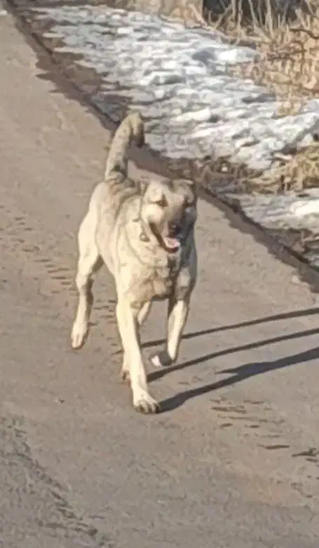 واگذاری سگ سرابی|سگ|سراب, |دیوار