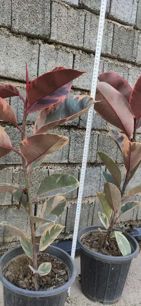 فیکوس التیسما و شرابی|گل و گیاه طبیعی|نکا, |دیوار