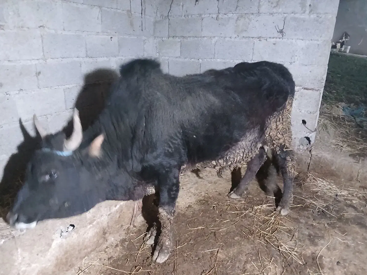 ورزا|حیوانات مزرعه|رشت, حومه رشت|دیوار