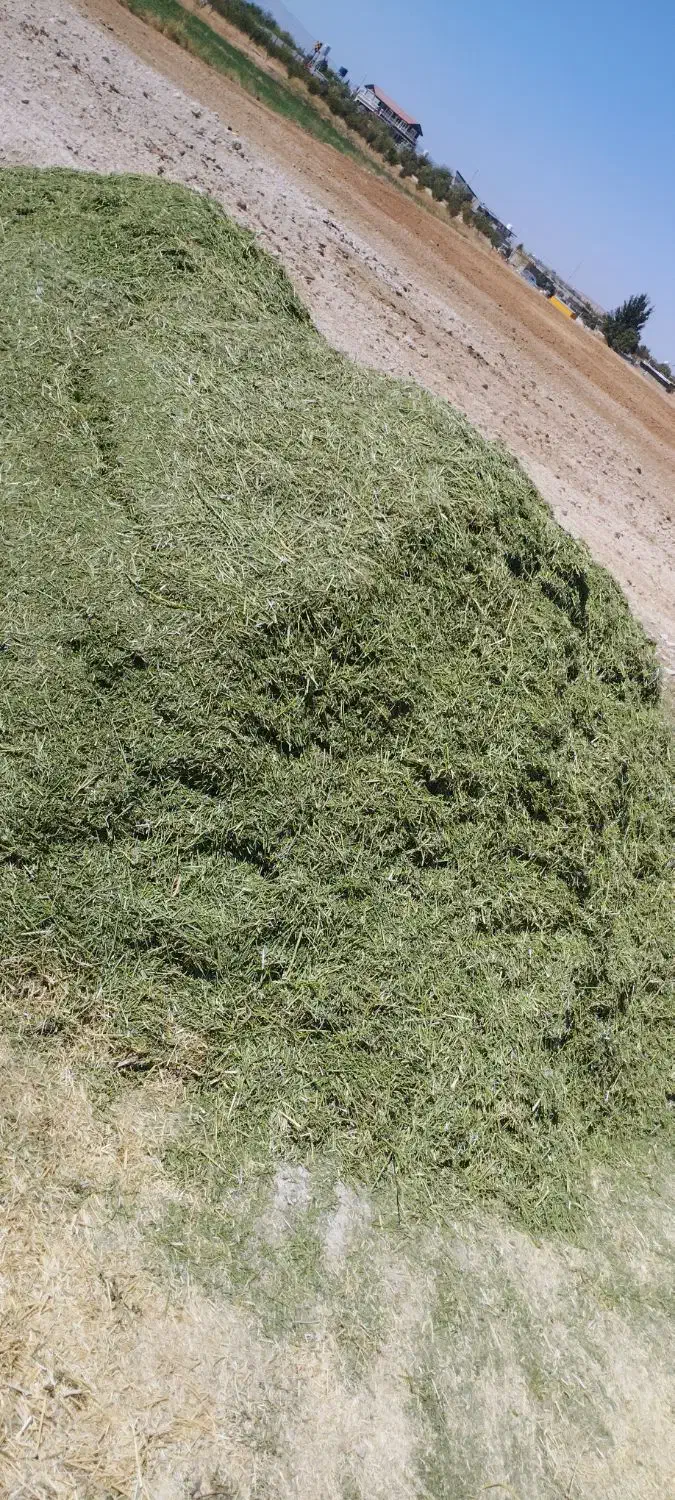 یونجه|حیوانات مزرعه|شیراز, احمدآباد|دیوار