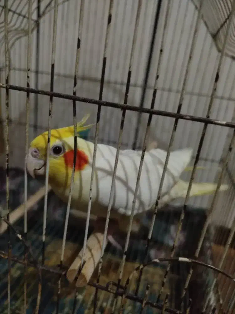 عروس هلندی|پرنده|هندیجان, |دیوار