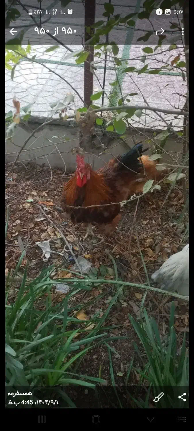 فروش خروس برهما|حیوانات مزرعه|اردکان, |دیوار