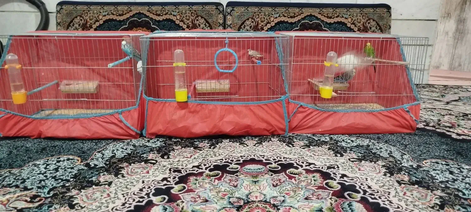 مرغ عشق و فنج با قفس و تجهیزات کامل|پرنده|تاکستان, |دیوار