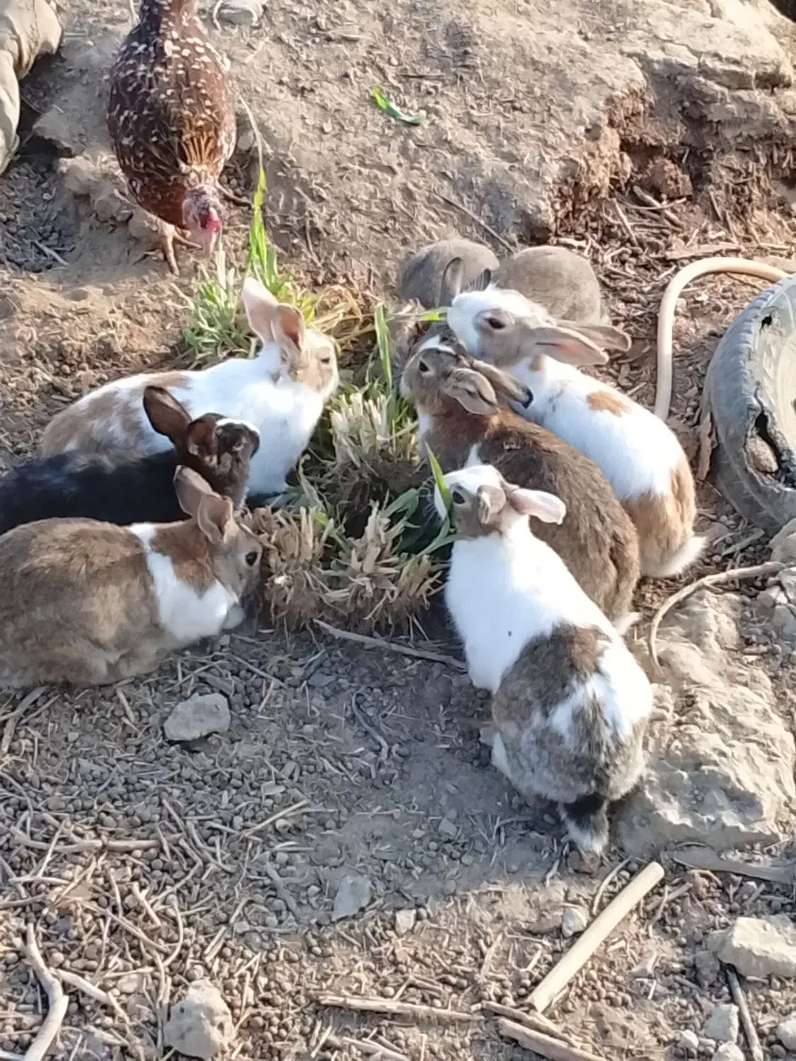 خرگوش|موش و خرگوش|هیرمند, |دیوار