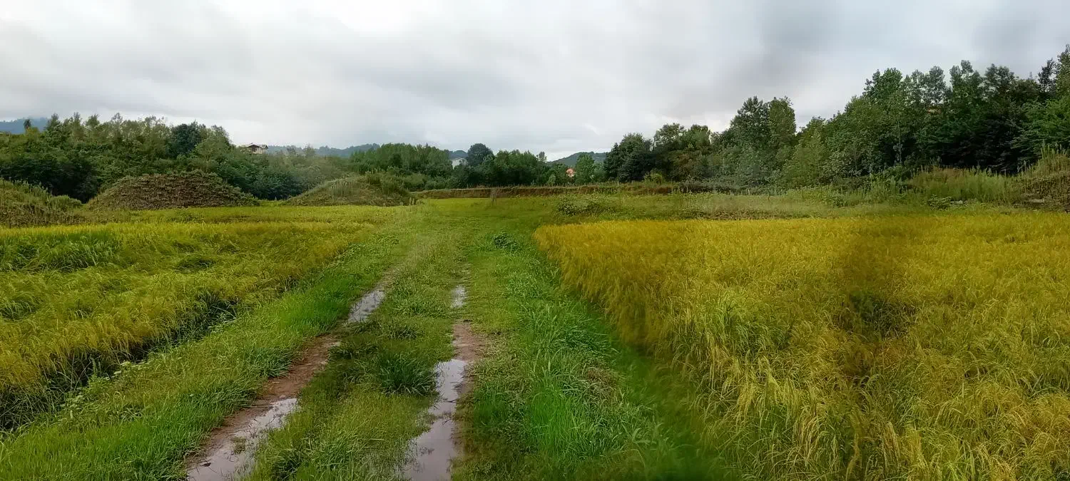 ۵ هکتار شالی|فروش دفتر صنعتی، کشاورزی، تجاری|اطاقور, |دیوار