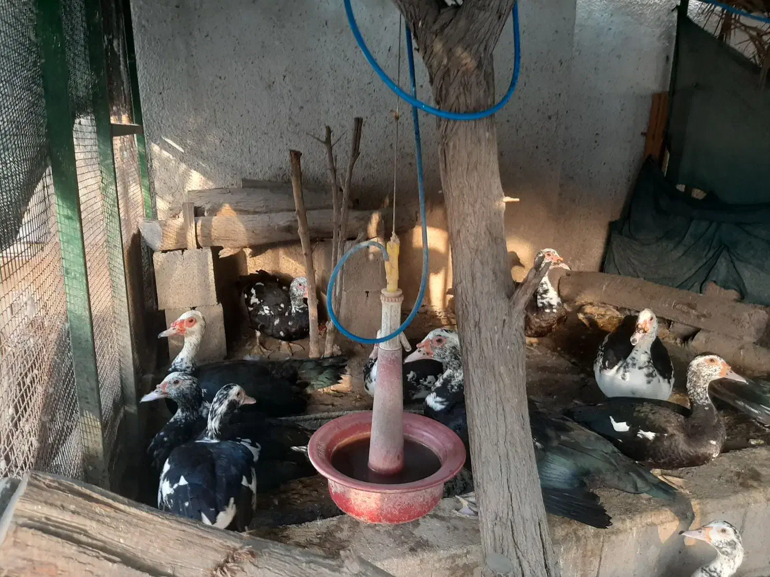 جوجه اردک اسرائیلی|حیوانات مزرعه|بندرعباس, |دیوار