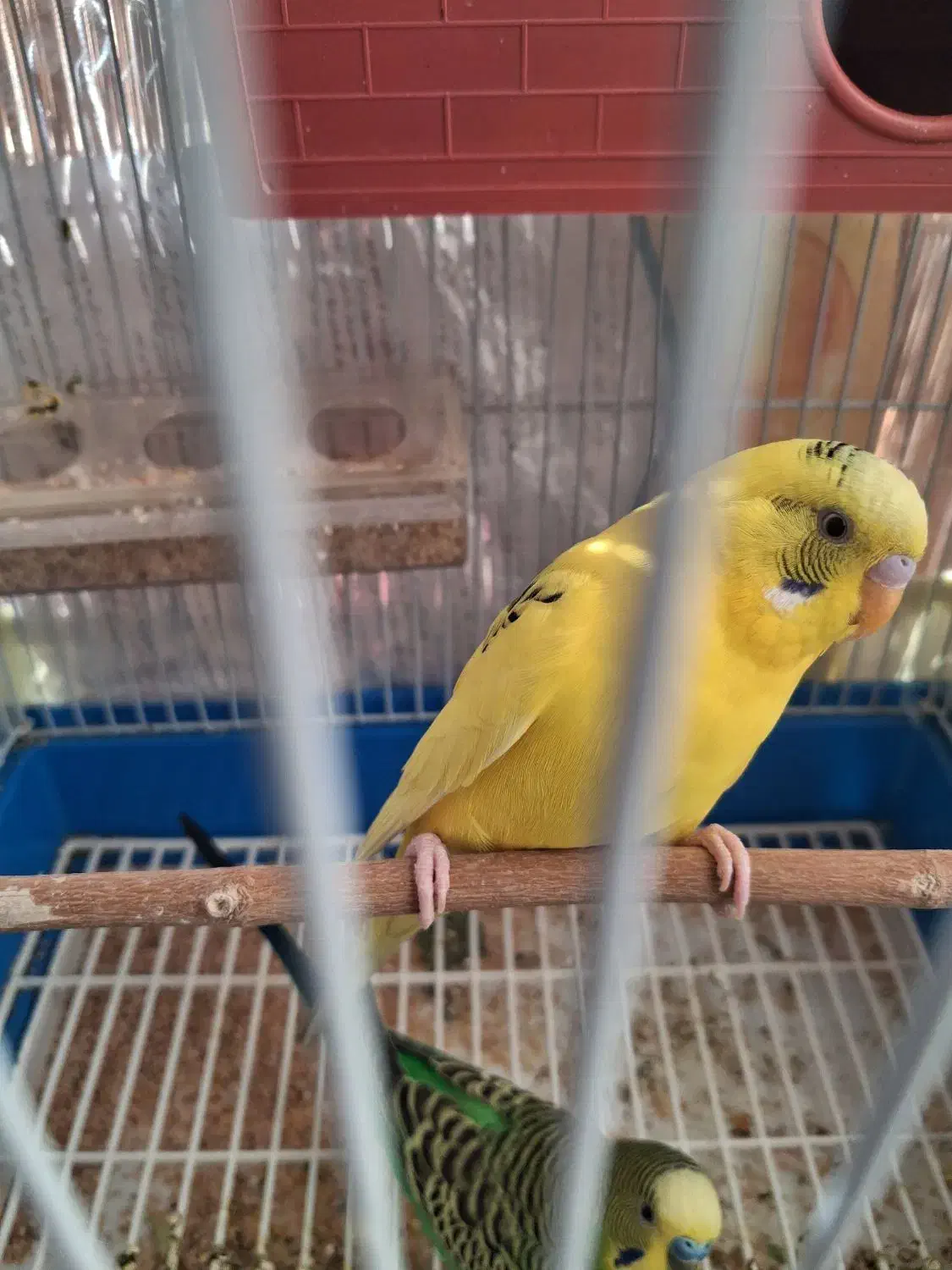 یک جفت مرغ عشق|پرنده|تهران, گلستان (شهرک راه آهن)|دیوار