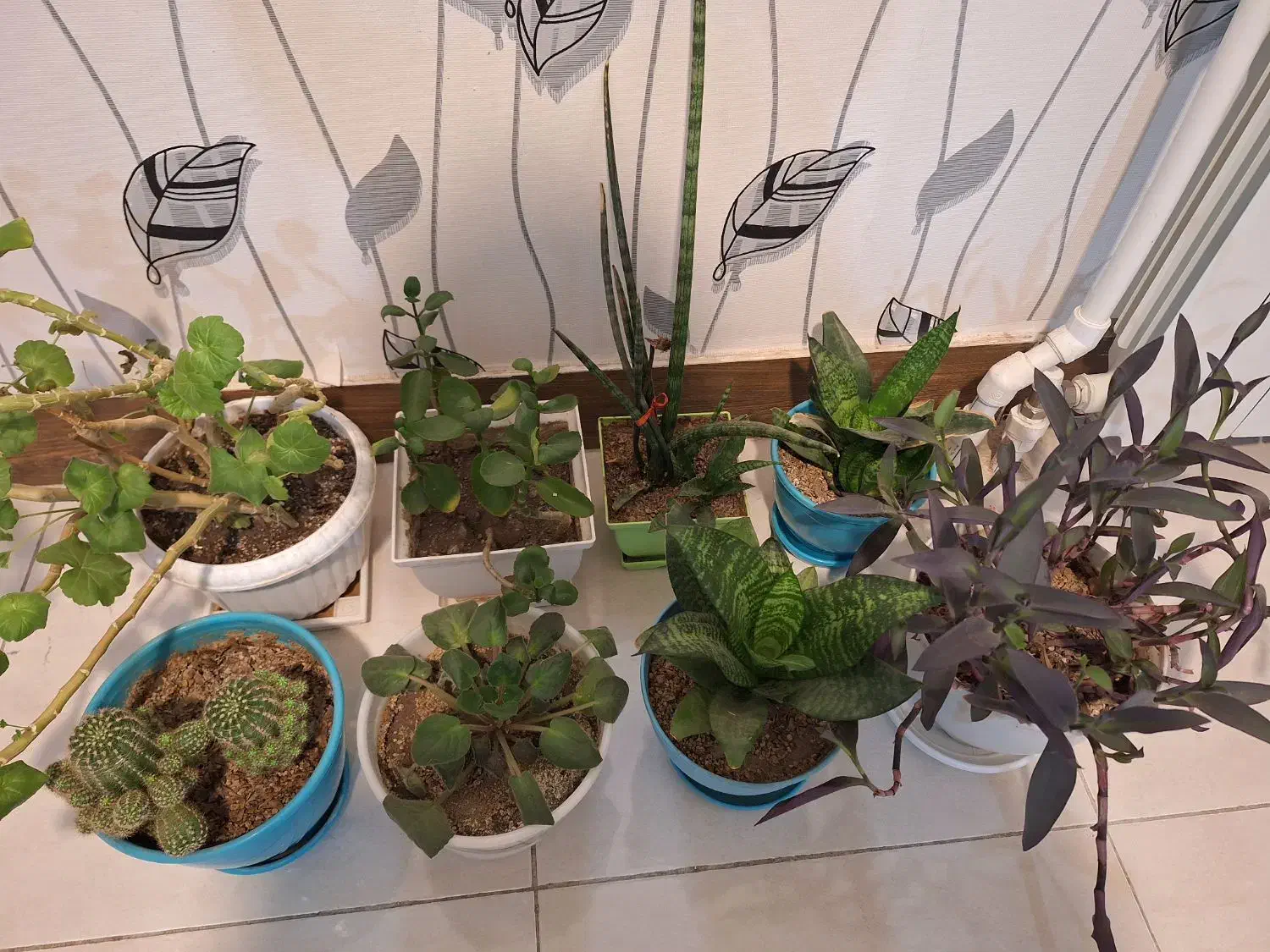 گل طبیعی|گل و گیاه طبیعی|ارومیه, |دیوار