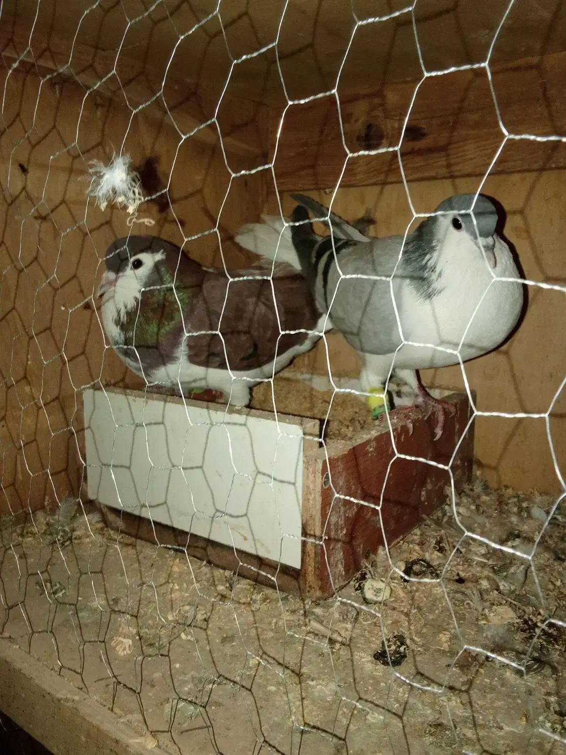 کفتر رنگی چادری|پرنده|صفادشت, |دیوار