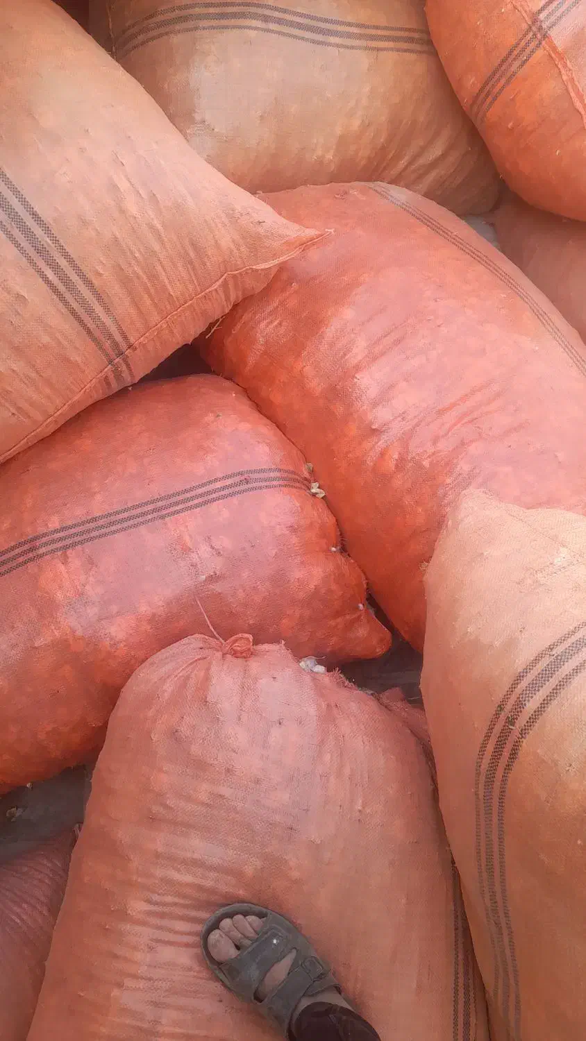 فروش ۲/۵ تن پنبه|حراج|ششده و قره بلاغ, |دیوار