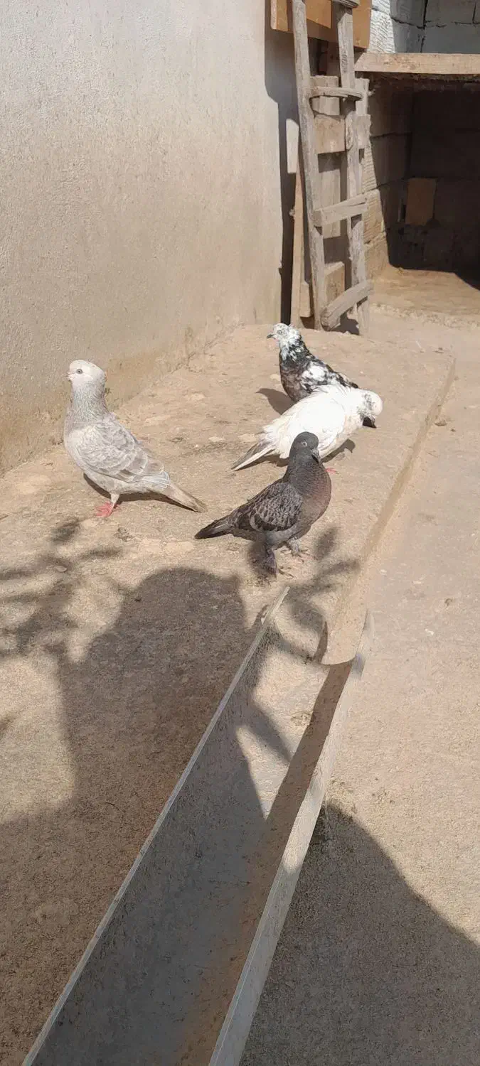 کبوتر|پرنده|ماسال, |دیوار