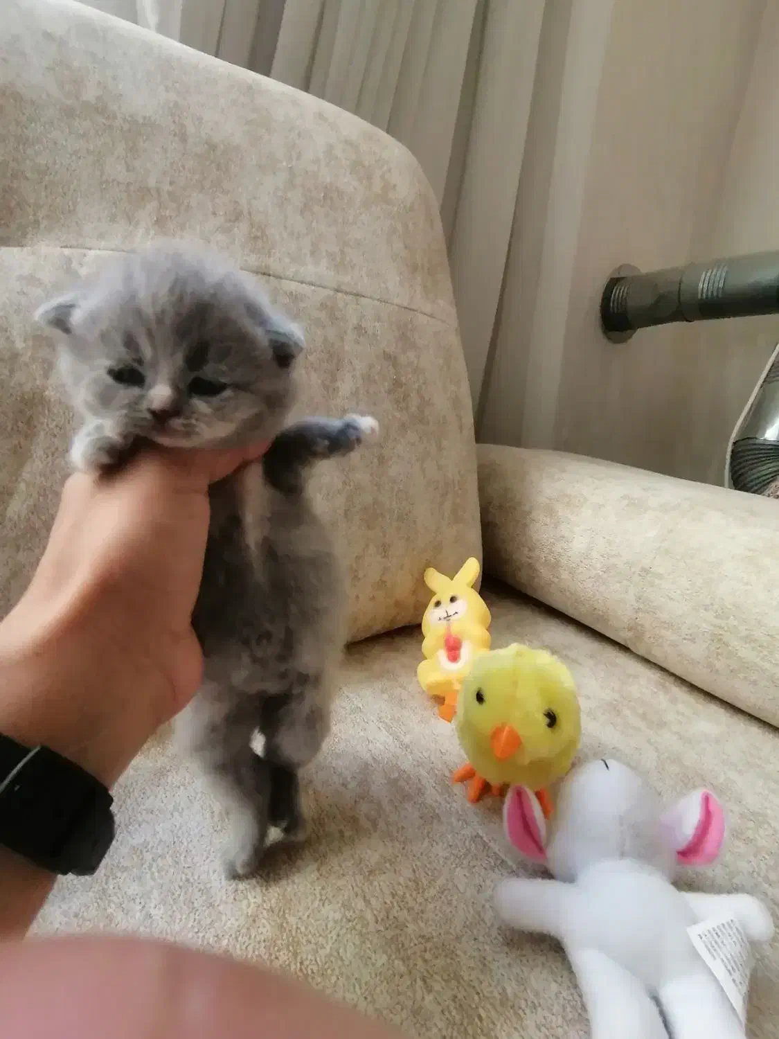 فروش چهار بچه گربه اسکاتیش فولد|گربه|اصفهان, خانه اصفهان|دیوار