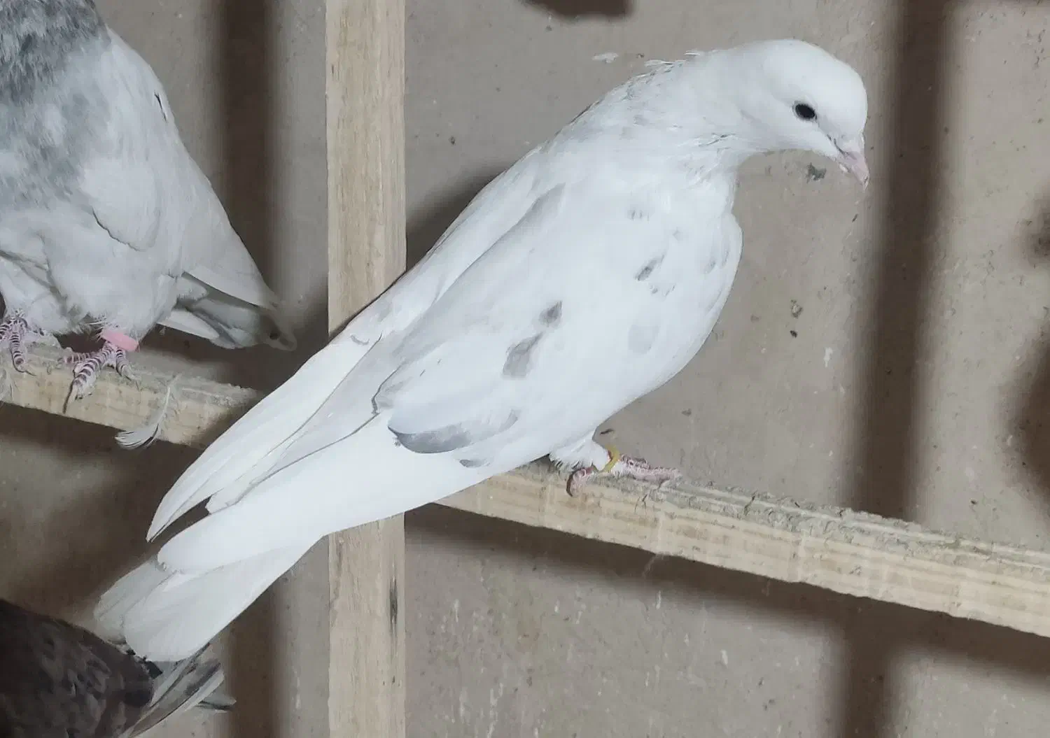 کفتر پرشی|پرنده|مبارکه, |دیوار