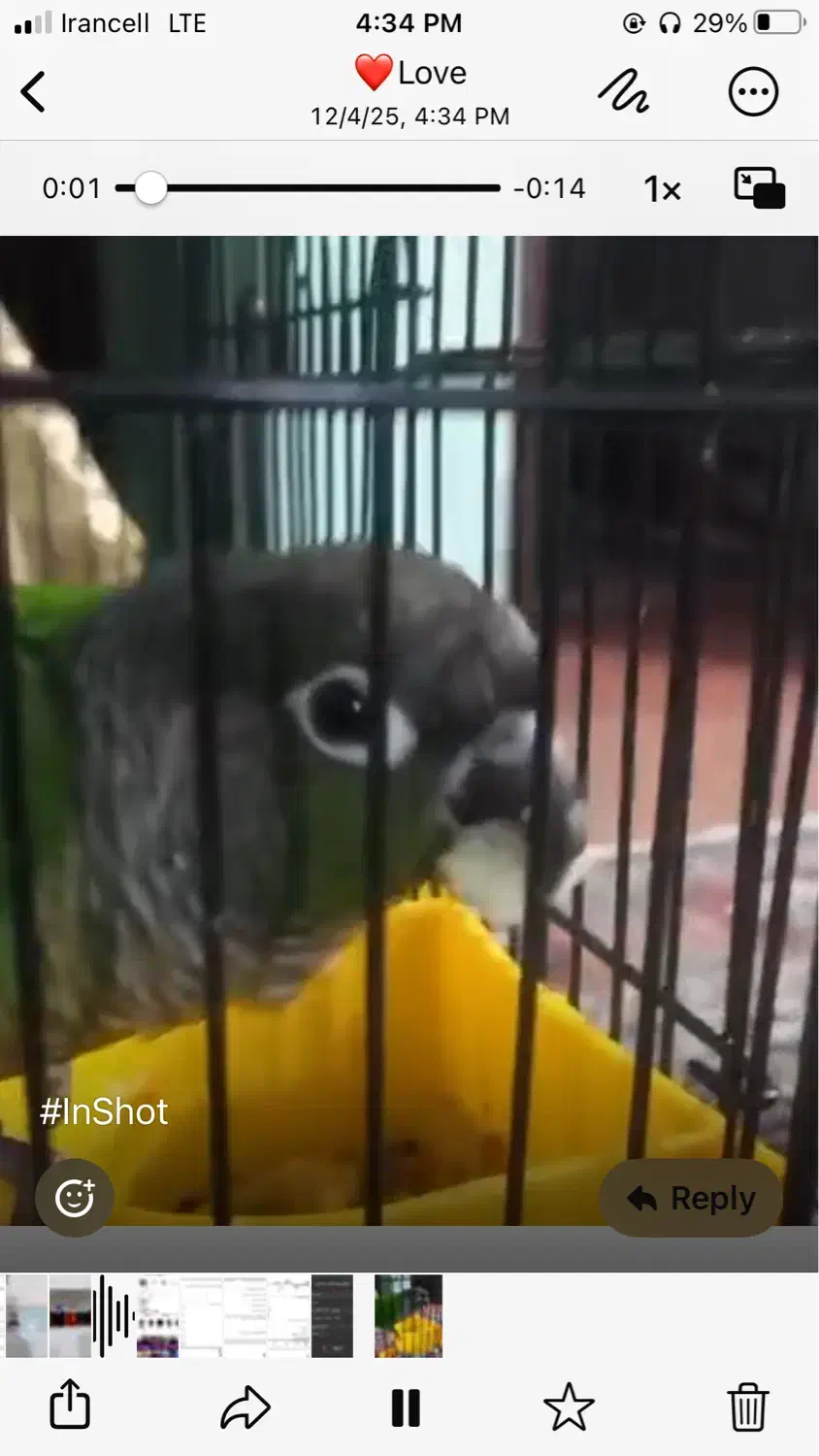 طوطی گم شد|پرنده|بهبهان, |دیوار