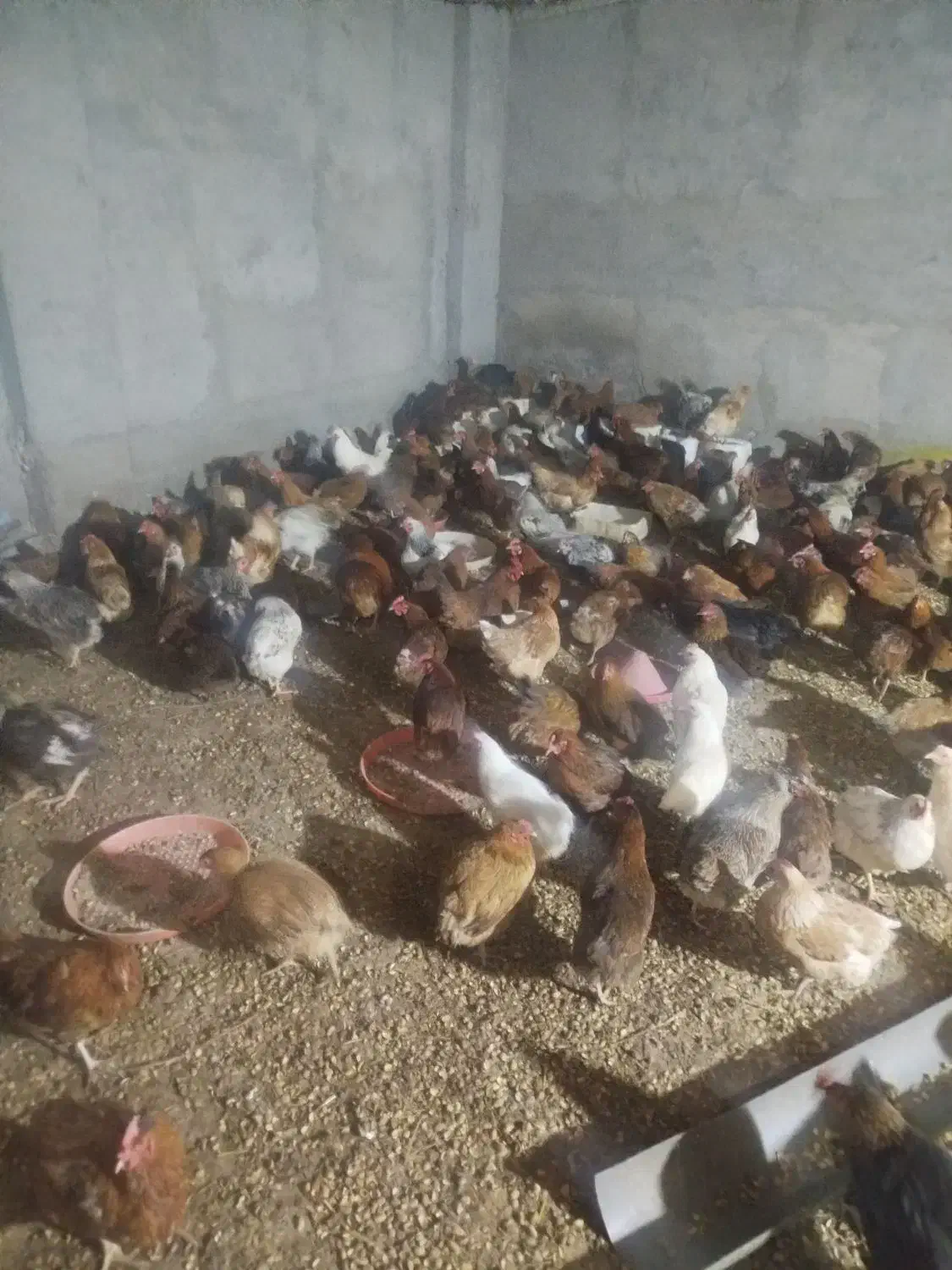 مرغ تخم گذار محلی|حیوانات مزرعه|خوشاب, |دیوار