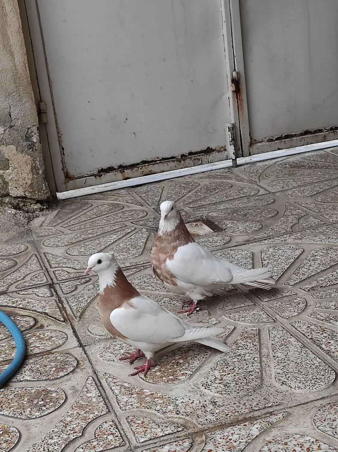 کبوتر|پرنده|ابهر, |دیوار