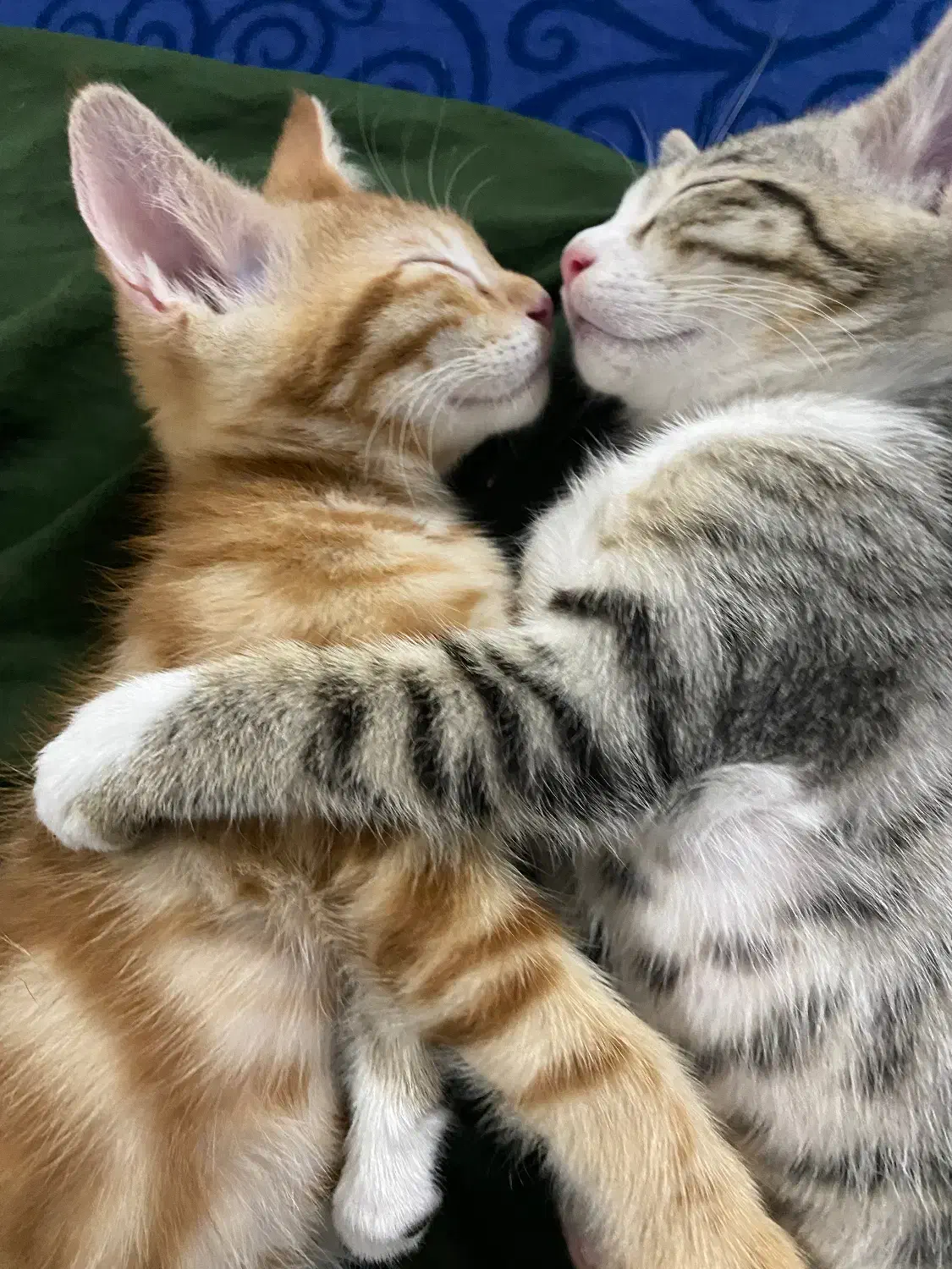 واگذاری رایگان|گربه|گرگان, |دیوار