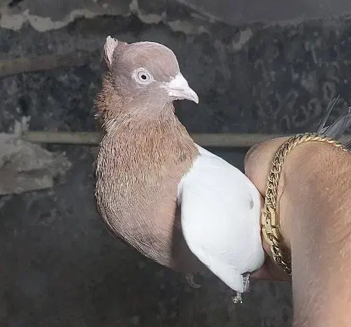 کفتر سینه سرخ|پرنده|تهران, شارق|دیوار