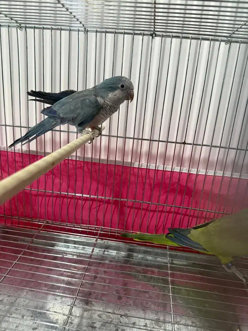 فروش فوری جفت راهب کارداده|پرنده|پیر بکران, |دیوار