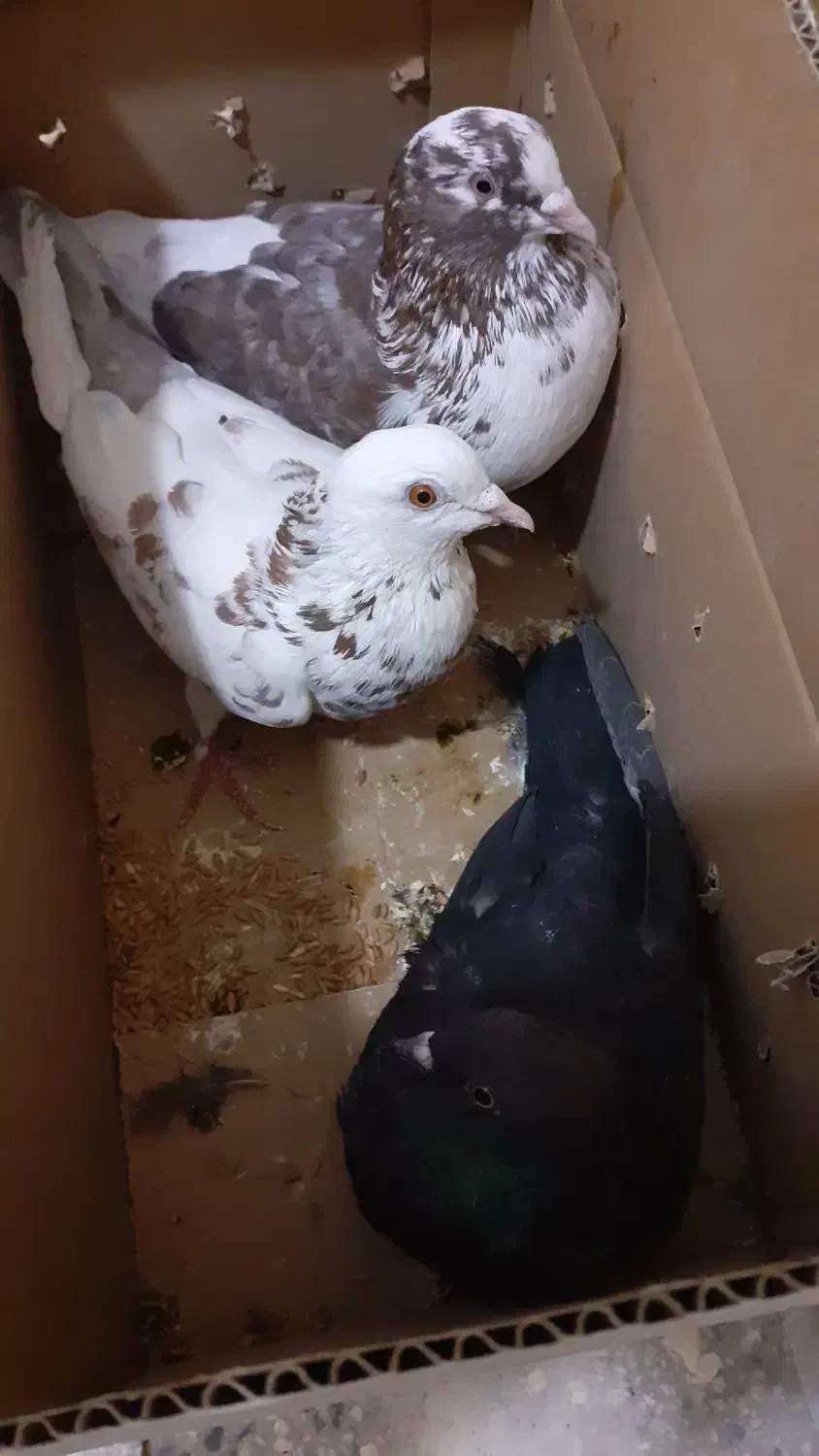 کبوتر|پرنده|آبش احمد, |دیوار