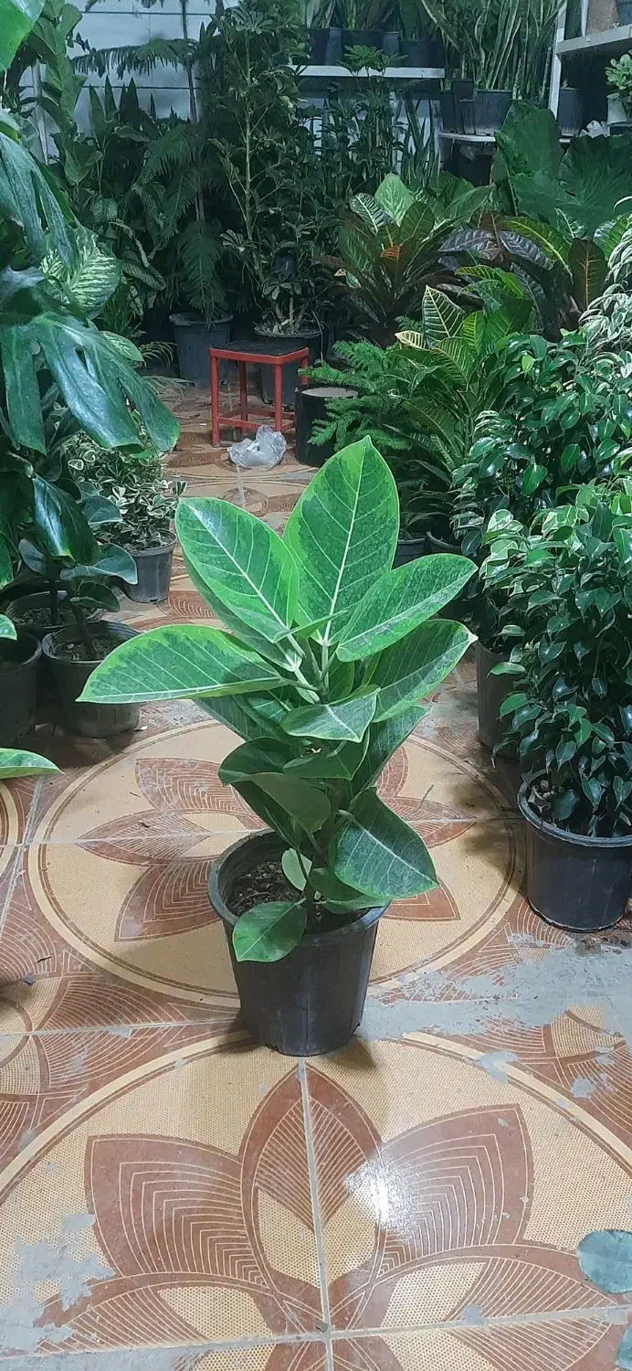 حراج انواع گل فروشی ارش|گل مصنوعی|لردگان, |دیوار