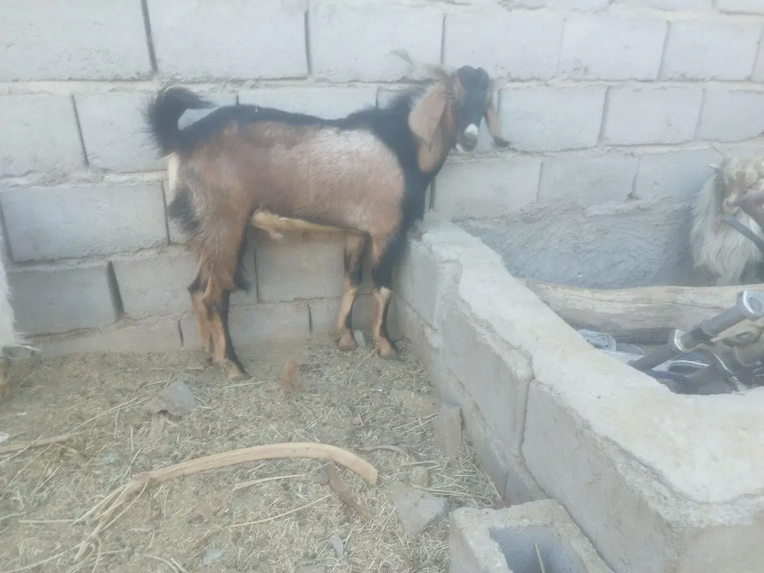 دو عدد نری یک کیسه|حیوانات مزرعه|ریگان, |دیوار