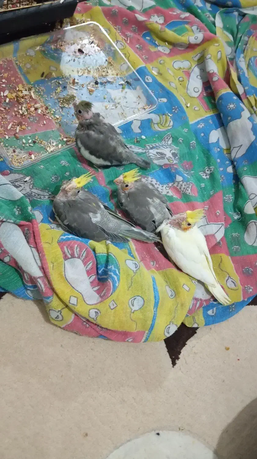 جوجه عروس هلندی ۲ماهه|پرنده|شفت, |دیوار