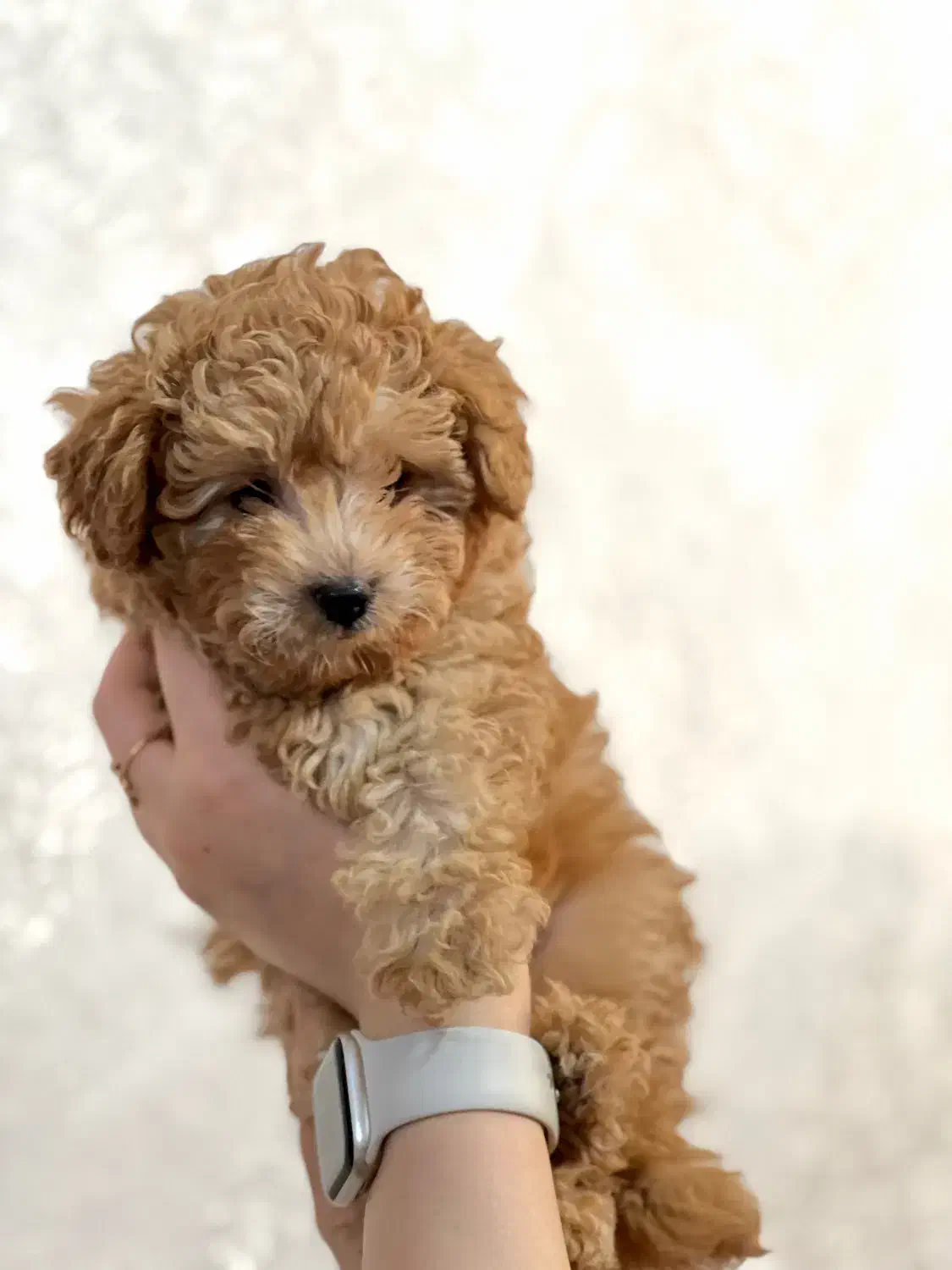 توله پودل ماده|سگ|اصفهان, نقش جهان|دیوار