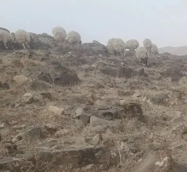 آماده همکاری و شراکت با دامداران عزیز|خدمات پیشه و مهارت|شوط, |دیوار