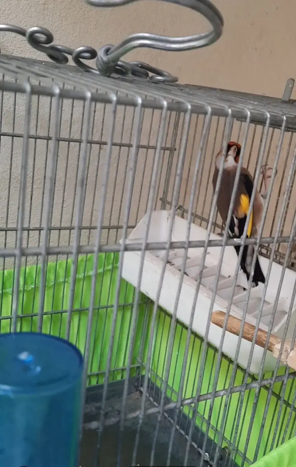 سهره چونه سفید|پرنده|پاکدشت, پاکدشت (مامازند)|دیوار