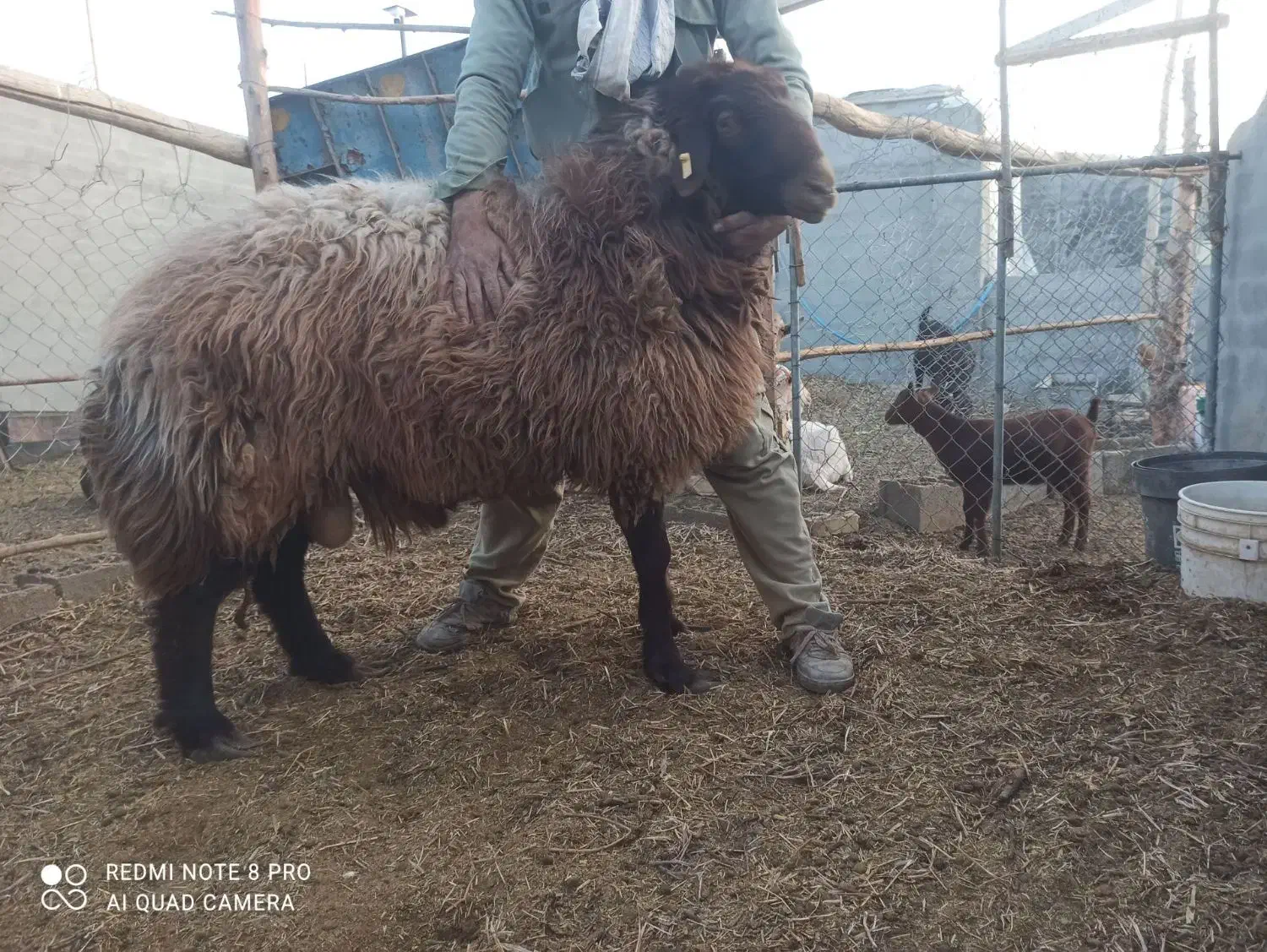 قوچ ۲ ساله|حیوانات مزرعه|ورزنه, |دیوار