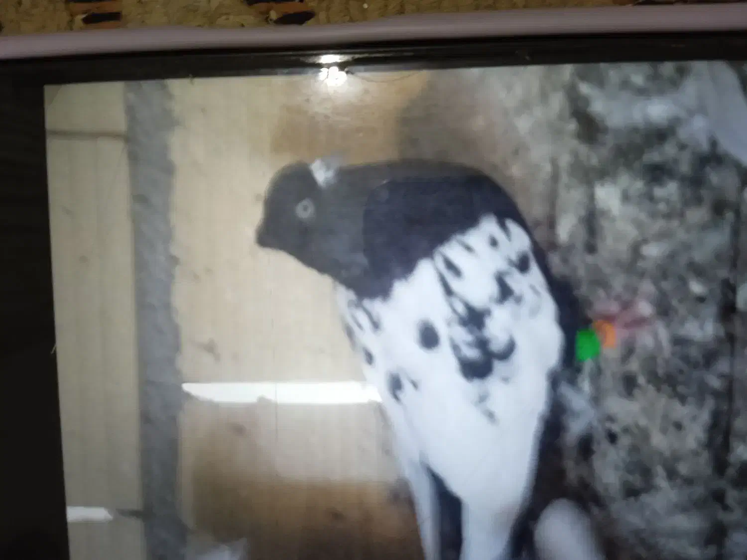 زیورآلات تزعینی شصتی سینه دوتا 800|بدلیجات|قزوین, |دیوار