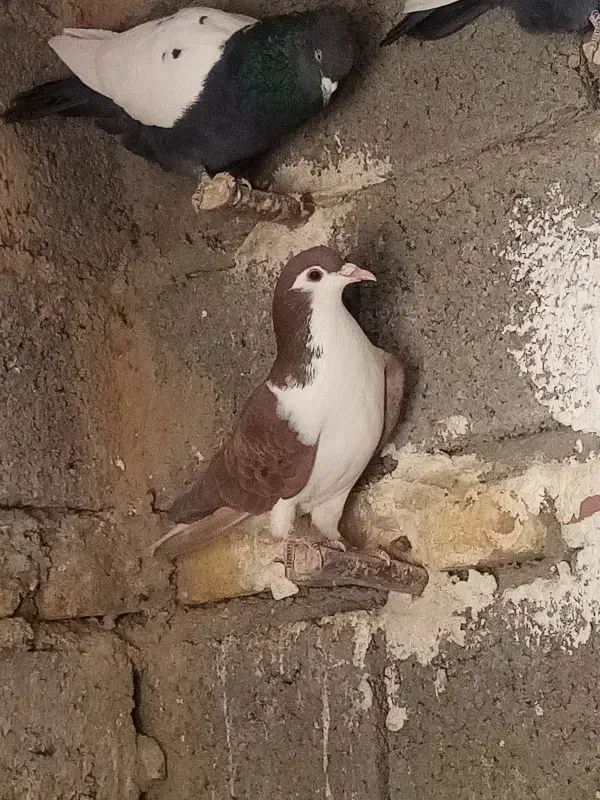 گلی شیرازی|پرنده|گلباف, |دیوار