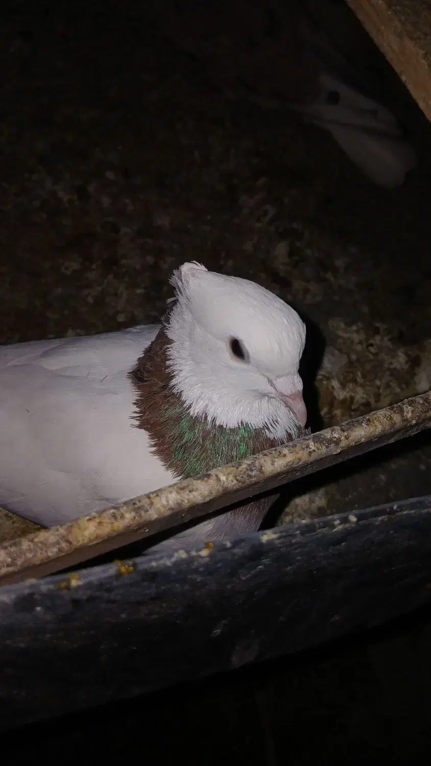 طوقی|پرنده|یزد, |دیوار