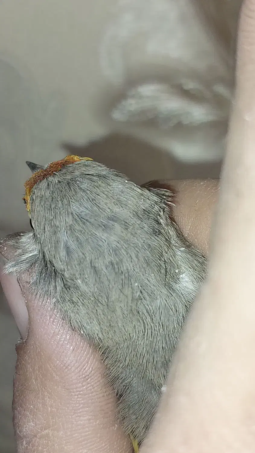 سهره نر|پرنده|ابریشم, |دیوار