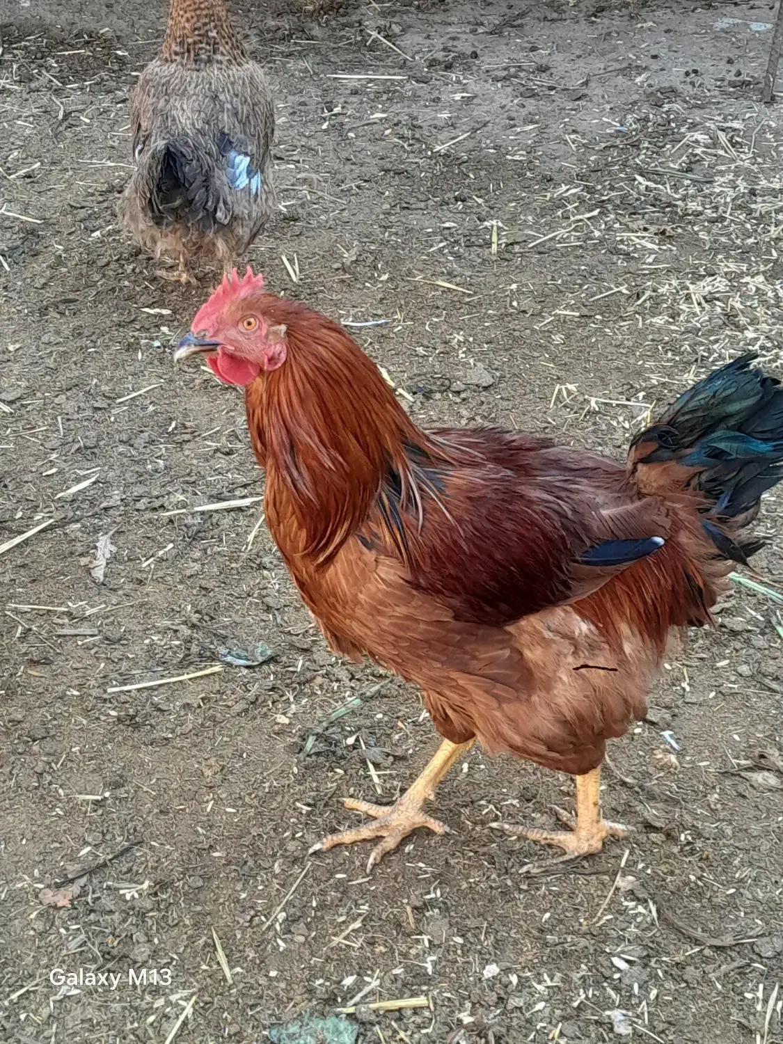 خروس ۵۰۰|حیوانات مزرعه|شیروان (خراسان), |دیوار