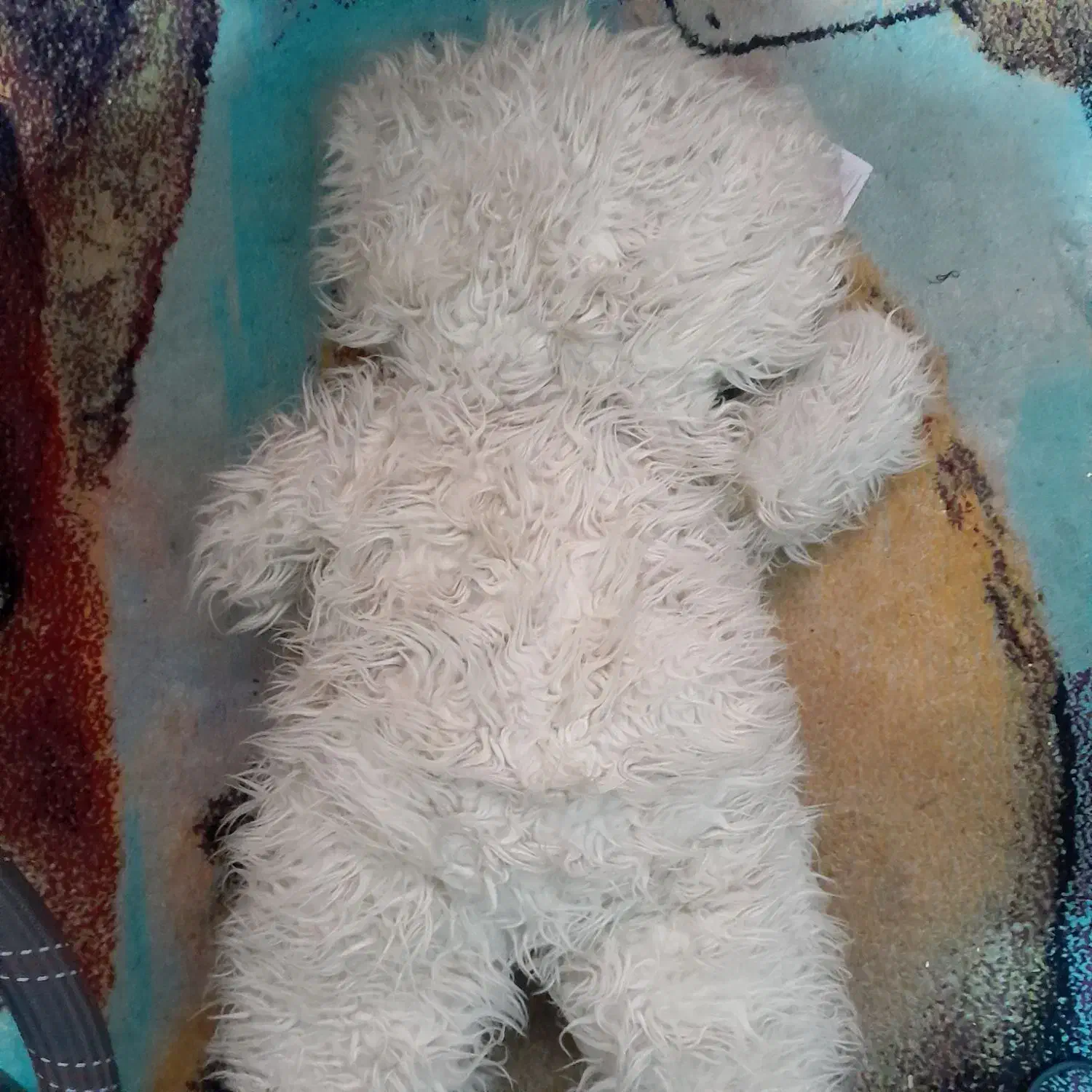 عروسک خرسی|اسباببازی بچه|مشهد, حضرت حجت|دیوار