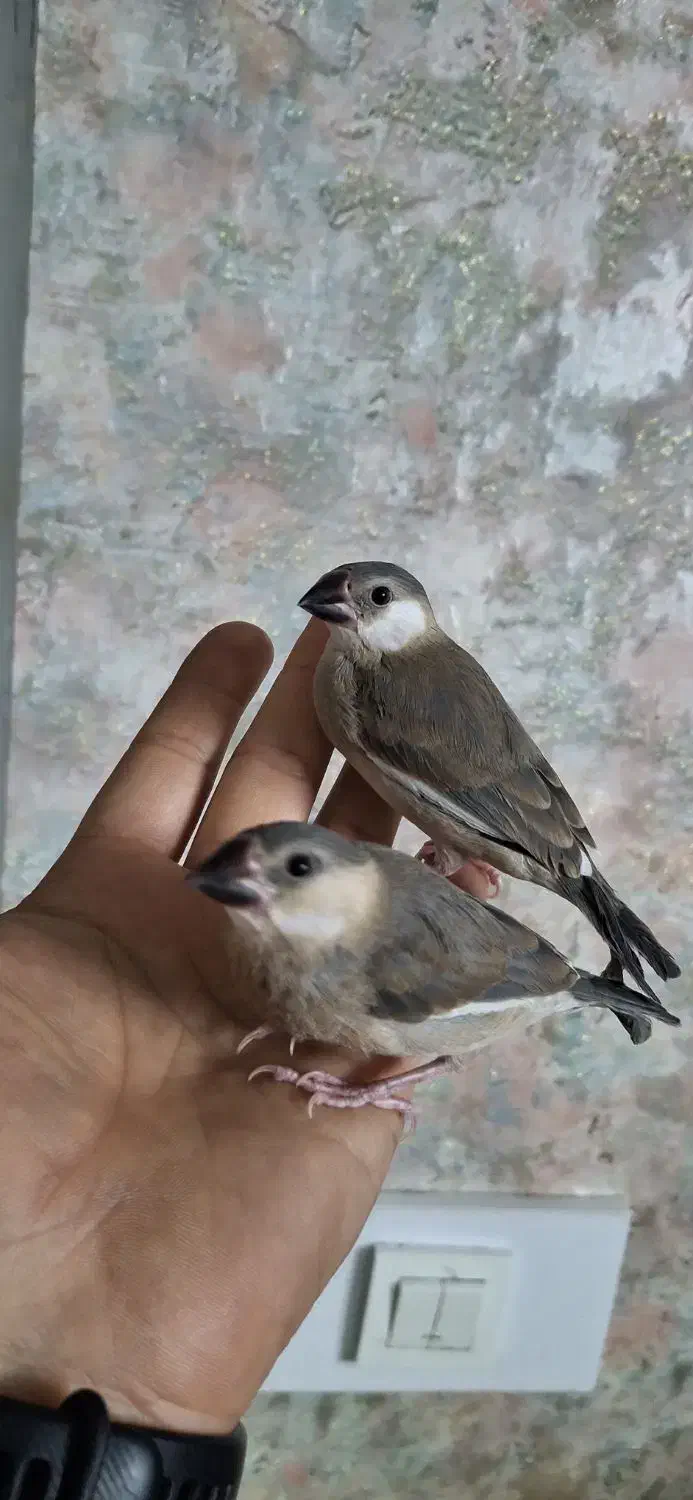 جوجه فنچ نرگسی سیلور دستی|پرنده|شیراز, شهرک والفجر|دیوار