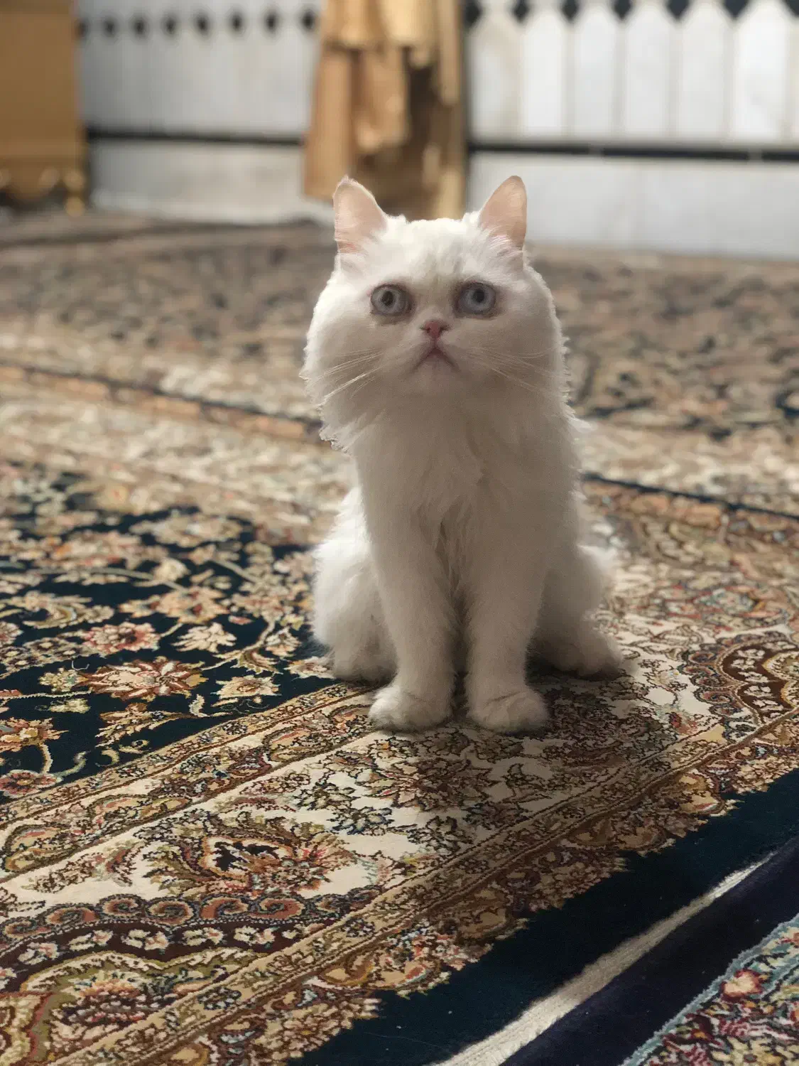 گربه پرشین|گربه|زاهدان, |دیوار