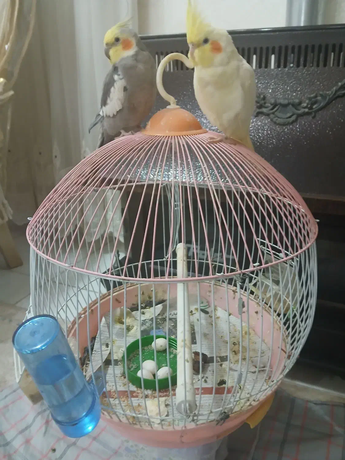 یک جفت طوطی عروس ولوتنیو سالم وسرحال|پرنده|رشت, کوی طالقانی|دیوار