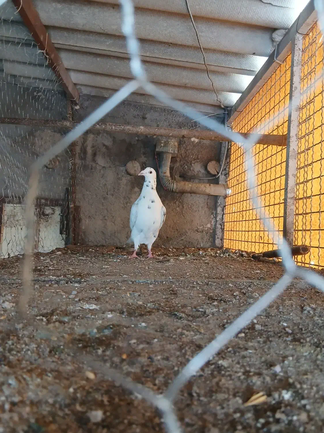 هفترنگ خال سیاه|پرنده|بوئین زهرا, |دیوار