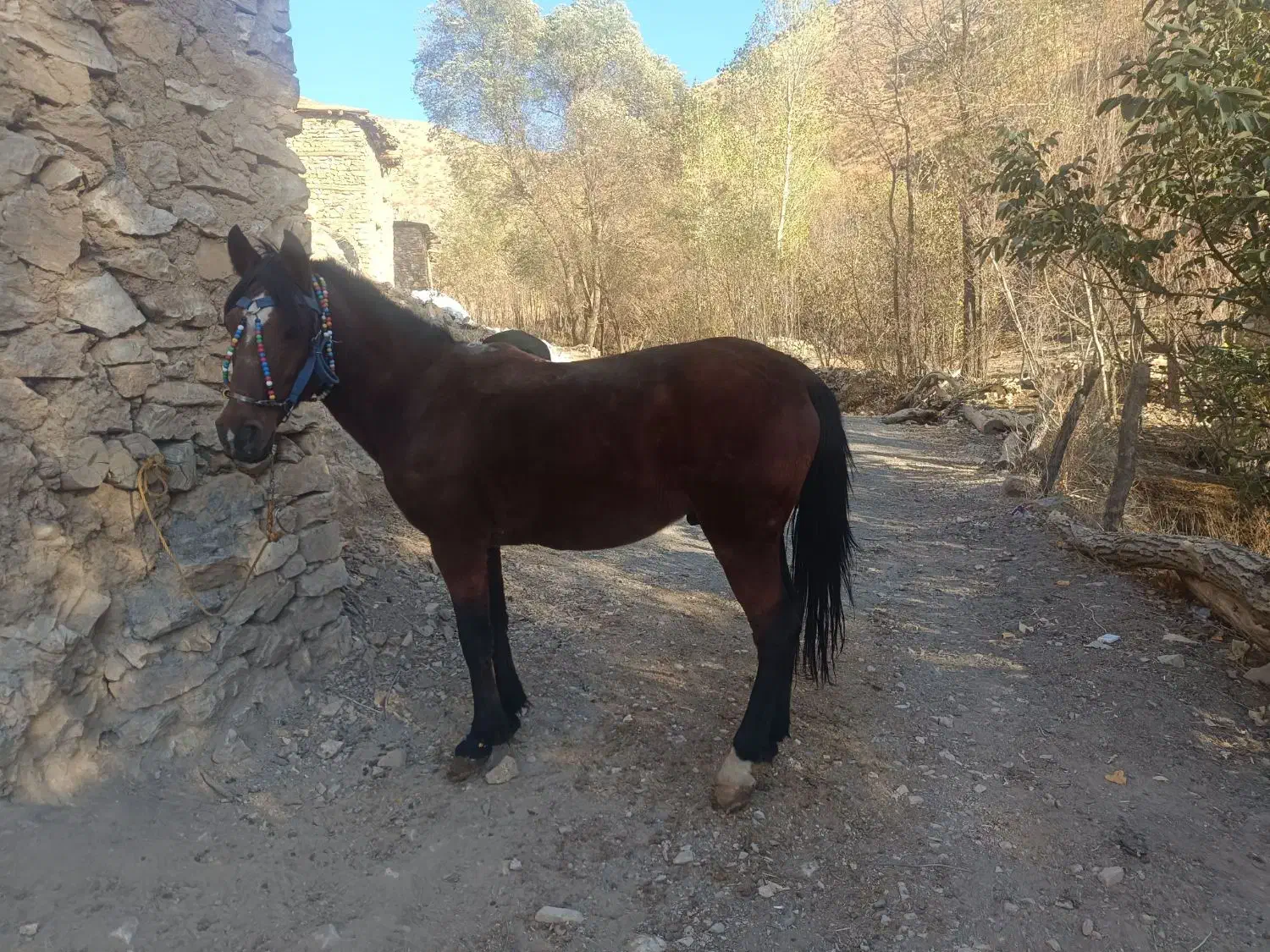 اسب کورو|اسب و تجهیزات اسبسواری|سرشیو, |دیوار