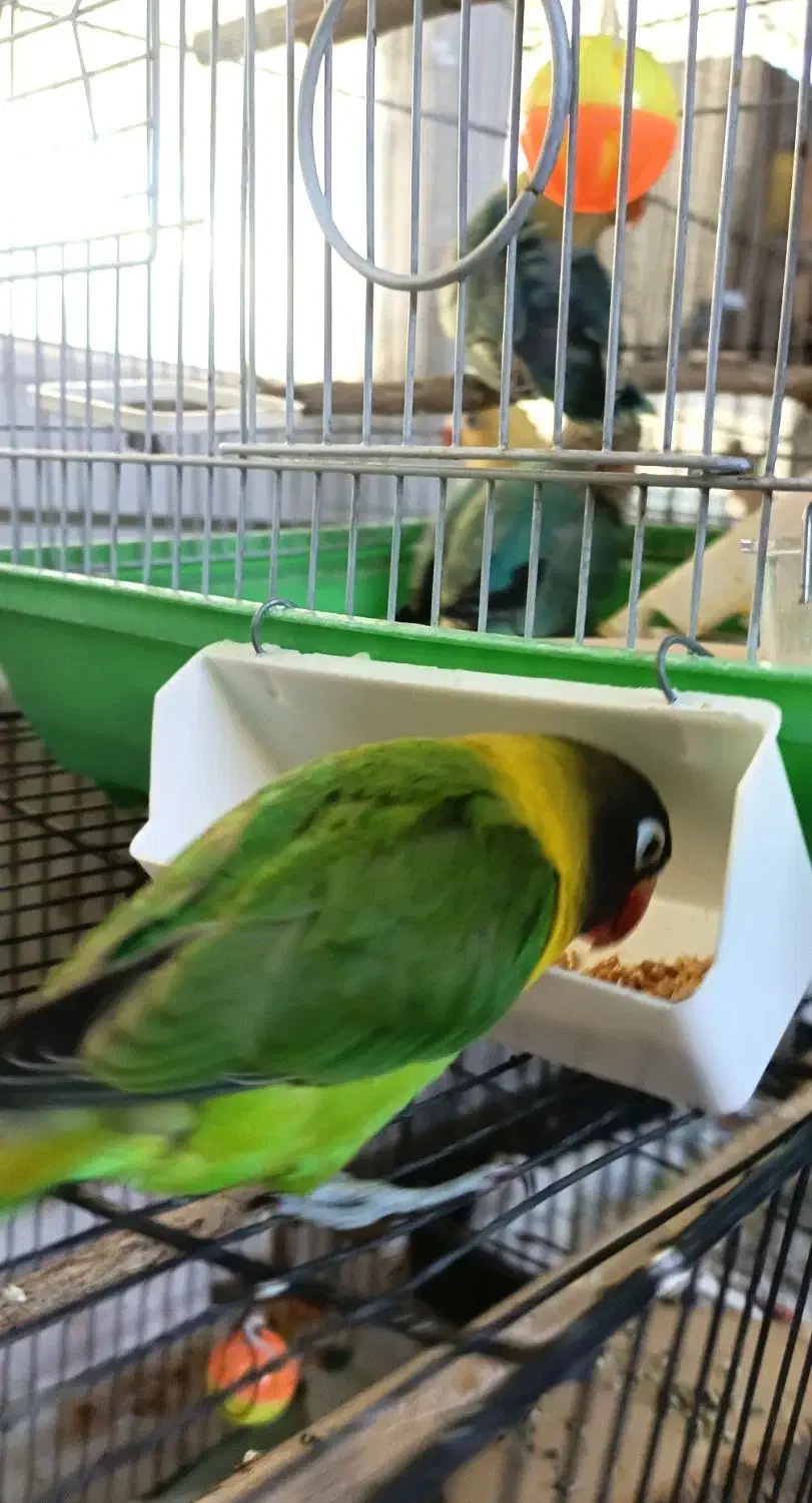 جفت ماسکت یقه زرد ( از والد های جدا)|پرنده|تهران, عبدلآباد|دیوار