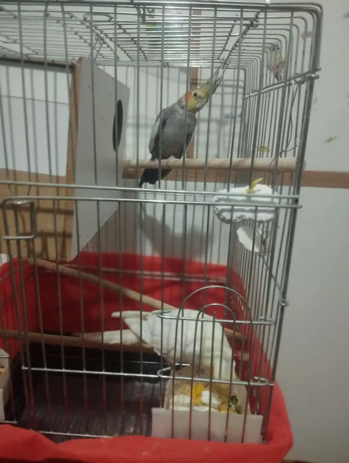 عروس هلندی مولد|پرنده|داران, |دیوار